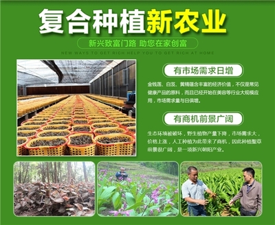 云南春信農業科技 聚焦珍稀中草藥種植，科技引領致富新路徑